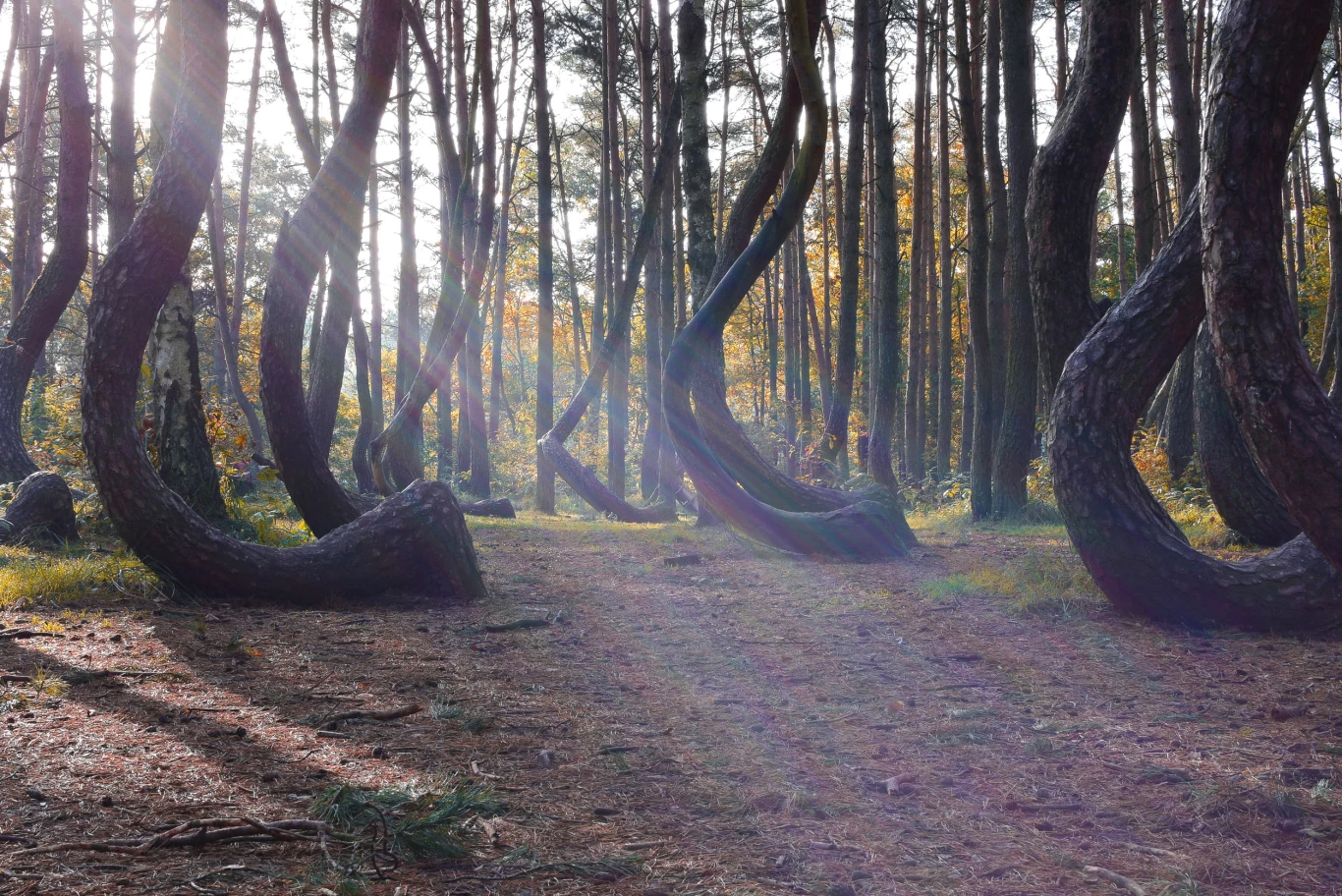 Krzywy Las w Nowym Czarnowie k. Gryfina Zdjęcia zrobione w Krzywym Lesie wyglądają raczej jak dzieła grafika, przygotowującego scenografię do filmu fantasy. Nic dziwnego, że okoliczni mieszkańcy lubią powtarzać, że rosnące tam drzewa są wytworem szatana. Tymczasem ponad sto sosen, wygiętych nienaturalnie pod kątem 90 stopni, rośnie tam naprawdę, a za ich oryginalny wygląd odpowiedzialny jest człowiek. Drzewa zasadzono w latach 30. XX wieku i od początku podcinano od strony południowej (być może użyto również obciążenia). Pokrzywione pnie służyć miały do produkcji beczek, sań lub wyposażenia łodzi. Starania stolarzy prawdopodobnie przerwała wojna, dzięki czemu Krzywy Las rośnie do dziś i jest jedną z wizytówek województwa zachodniopomorskiego. 