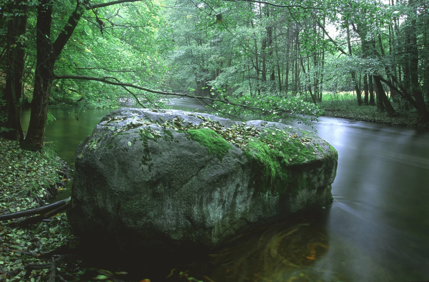 Puszcza Drawska W Puszczy Drawskiej późno przychodzi wiosna, za to długo można cieszyć się ciepłą jesienią. Tworzące ją lasy to przede wszystkim żyzne i kwaśne buczyny, nie brakuje także sosen. Puszczę otaczają pojezierza, przecina ją zaś rzeka Drawa. Na jej terenie organizowane są spływy kajakowe, znajdziemy tu świetnie przygotowane szlaki piesze i rowerowe oraz liczne pola namiotowe.