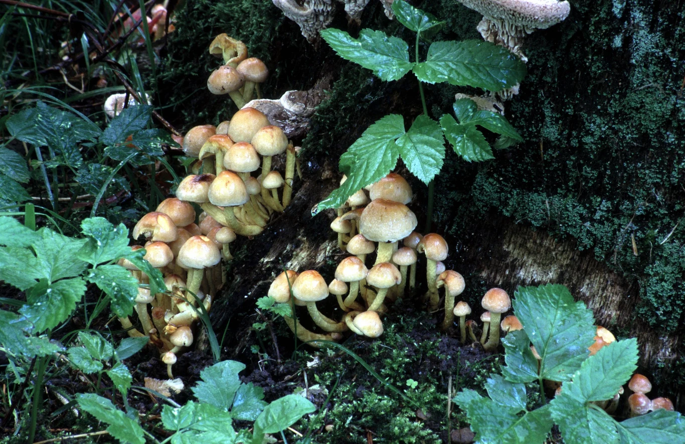 Ogród Dendrologiczny w Glinnej Położone 25 km od Szczecina arboretum w Glinnej jest szczególną odmianą ogrodu botanicznego, prezentującą kolekcję drzew i krzewów. Dzięki otoczeniu przez wzgórza pokryte bukowym lasem, ma mikroklimat pozwalający na uprawę gatunków wrażliwych na mróz i chłód. Pierwsze egzotyczne okazy zasadzono w pierwszej połowie XIX wieku i wiele z nich przetrwało do dziś. Do najcenniejszych zaliczyć należy: całkowicie już obumarły okaz mamutowca olbrzymiego (40m wysokości/142 cm obwodu), jodłę olbrzymią (40m/133 cm), jodłę szlachetną (22,5 m/74 cm) i orzesznik pięciolistkowy (32 m/78 cm). 