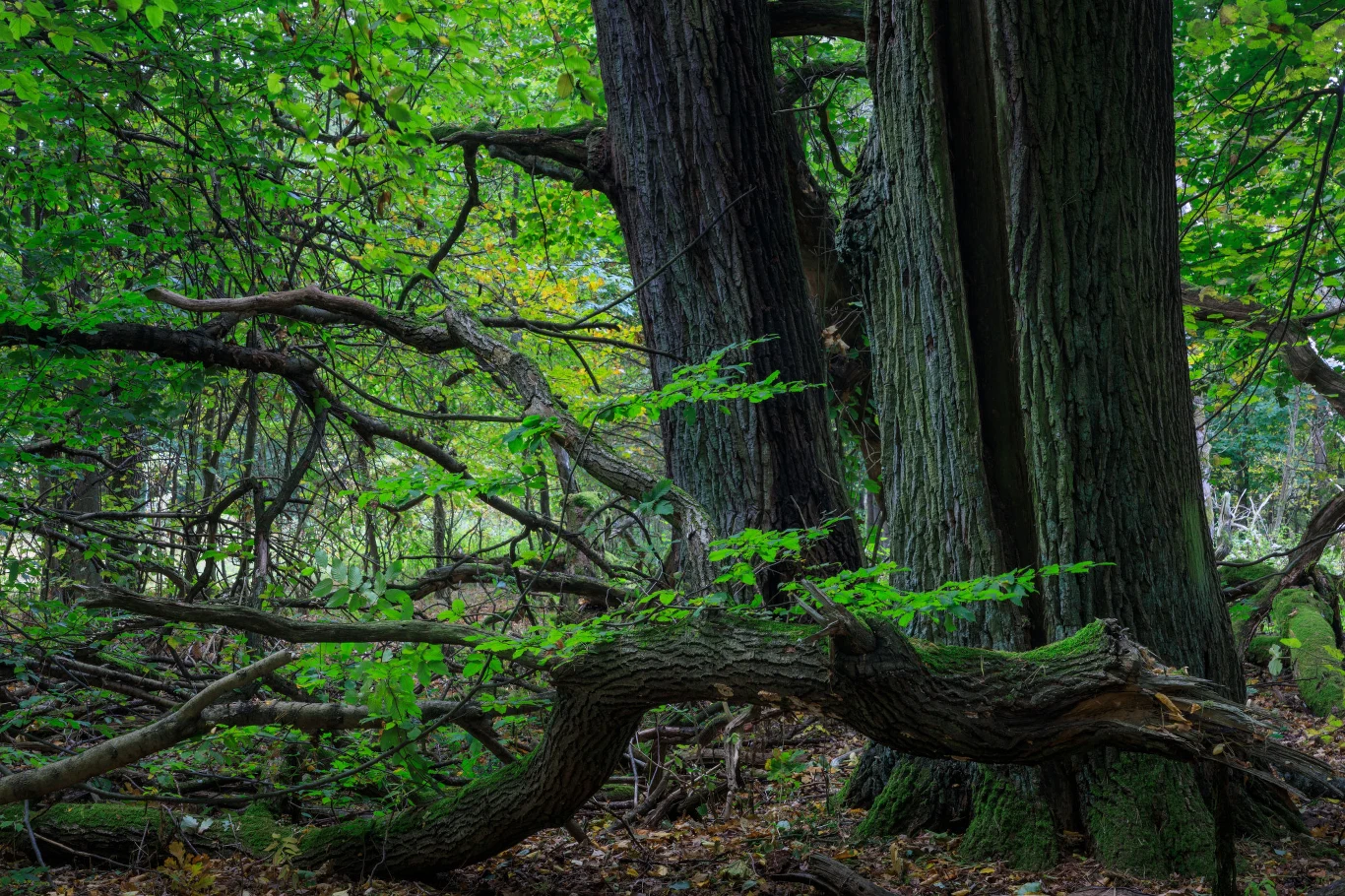 Puszcza Kampinoska Niektóre drzewa mają tu ponad 200 lat, a ich wysokość sięga nawet 30 metrów! Nic dziwnego – wszak w Puszczy Kampinoskiej polowali polscy królowie, z Janem III Sobieskim i Władysławem Jagiełło na czele. Nie brakuje także rzadkiej roślinności, jak np. chamedafne północna (jej oryginalne owoce cieszą oko) czy wiśnia kwaśna. Symbolem lasów kampinoskich jest łoś, który dzięki zaangażowaniu leśników powrócił na te tereny w latach 50. Spotkań możemy również bobry, rysie, jelenie, dziki, sarny oraz (od niedawna) także wilki. Piękno tutejszych lasów możemy podziwiać, spacerując lub jeżdżąc na rowerze po wytyczonych szlakach. 