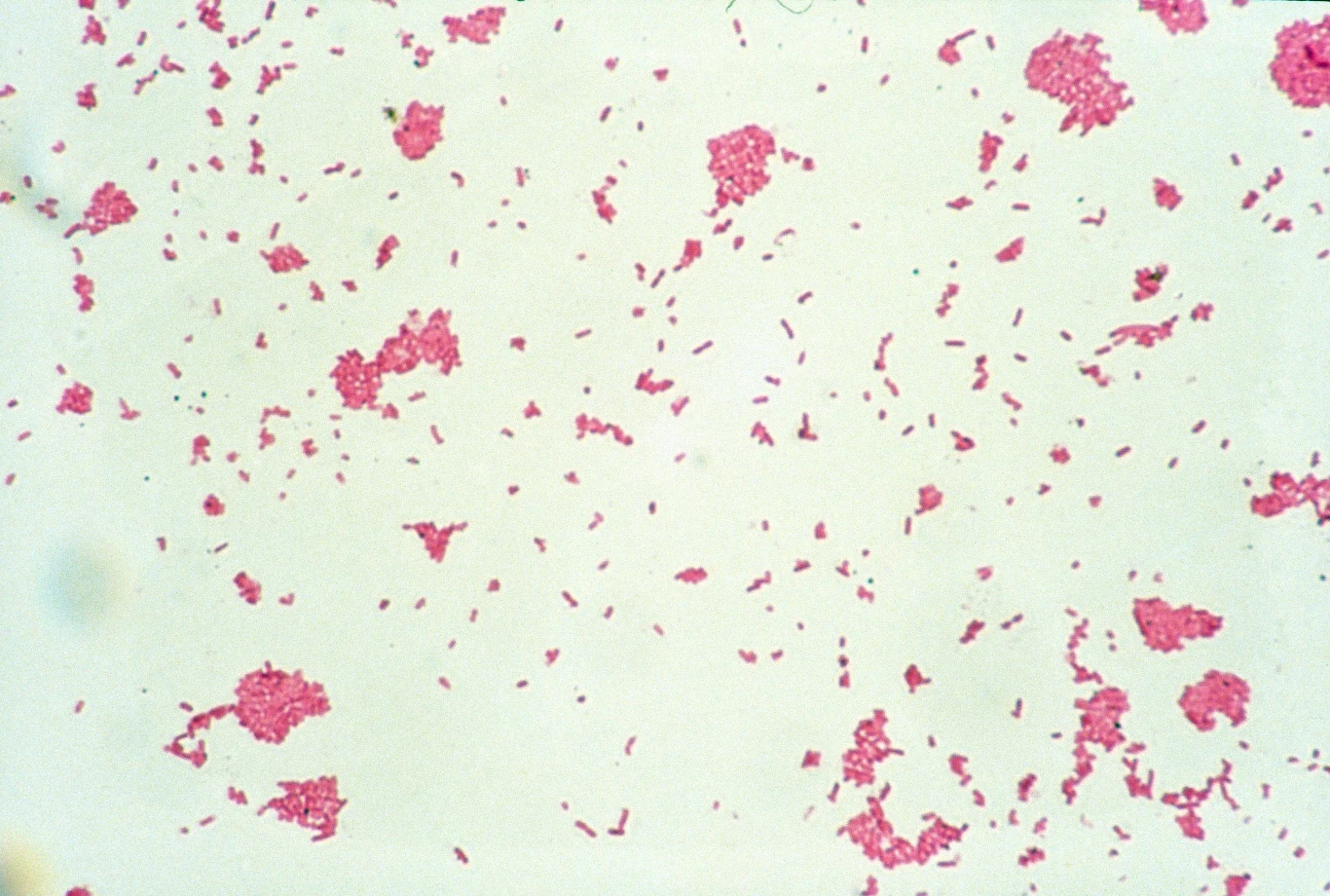 Wirus grypy widoczny pod mikroskopem