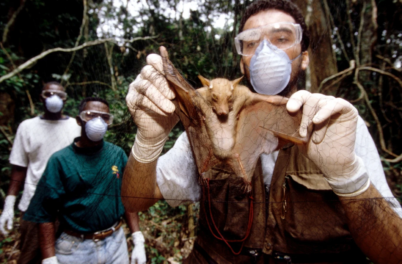Czy próbki pobrane od nietoperzy pomogą znaleźć lek na SARS?