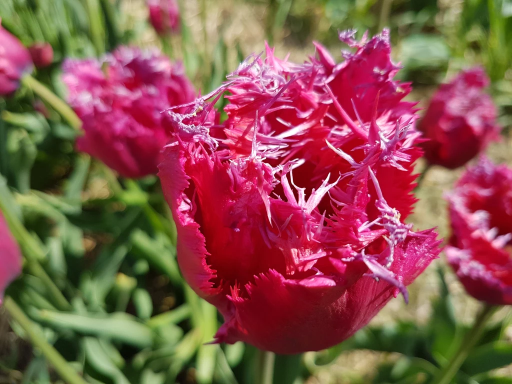 Gatunków tulipanów jest ponad sto, a odmian powyżej 10 tysięcy