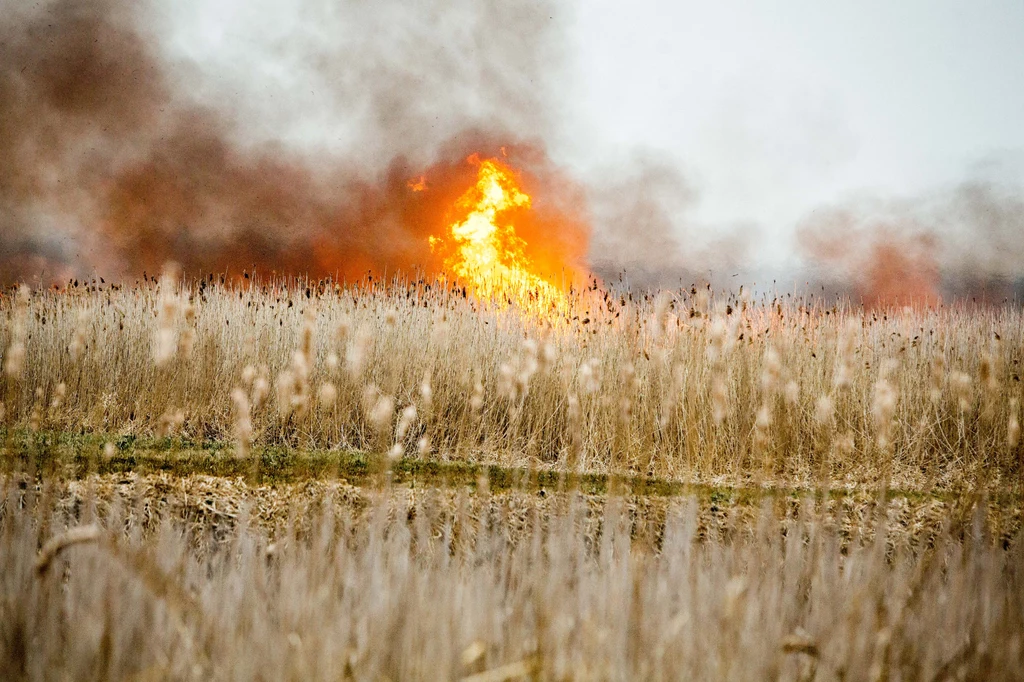 Pożar suchych traw w Biebrzańskim Parku Narodowym, 2020 r. 