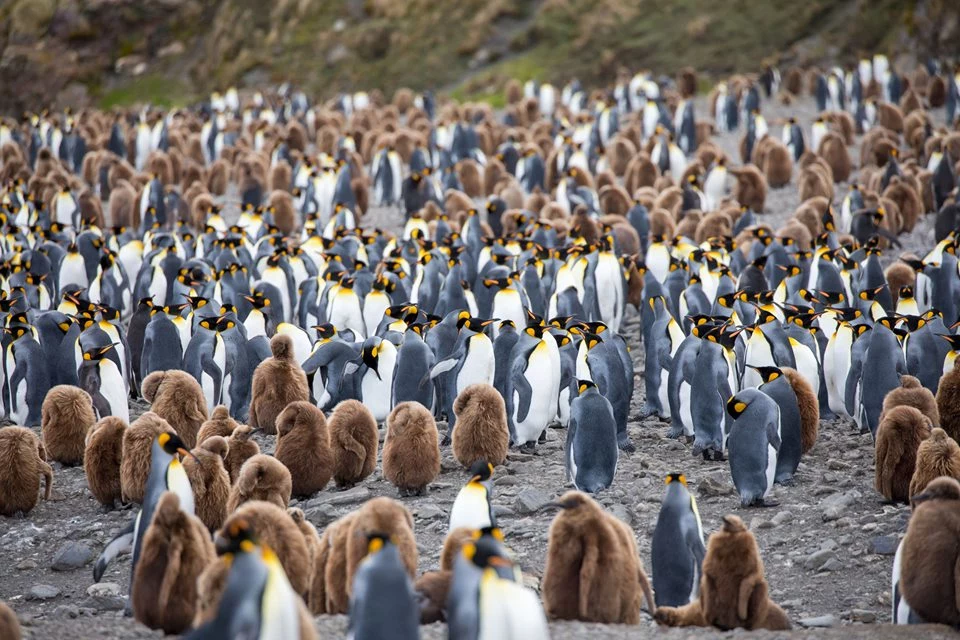 Pingwiny nawet w kilkutysięcznym stadzie potrafią odnaleźć swoją parę