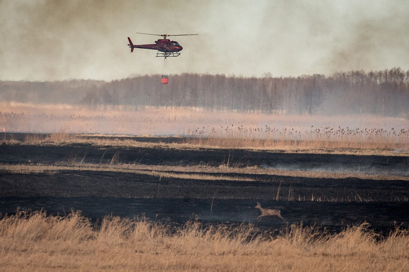 W czwartek w akcji gaśniczej bierze udział 38 zastępów Państwowej Straży Pożarnej oraz Ochotniczej Straży Pożarnej i ponad 220 strażaków. W działania zaangażowani są też m.in. żołnierze WOT, pracownicy parku i leśnicy. Śmigłowce i samoloty zadysponowała też m.in. policja i straż graniczna.
