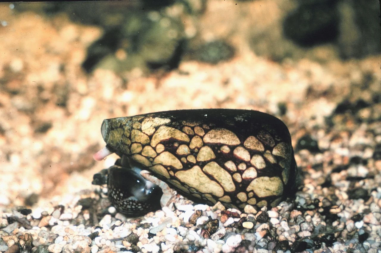 Pozory mogą mylić: Stożek marmurkowy (Conus marmoreus) jest małym ślimakiem morskim zamieszkującym zachodni Indo-Pacyfik. Dorasta do rozmiaru 40–100 mm. Na pierwszy rzut oka nie wygląda niebezpieczne, ale jest to bardzo zwodnicze. Żądło uwalniające truciznę przenika nawet neopren, a niewielka ilość trucizny może spowodować paraliż mięśni. Nie wynaleziono jeszcze antidotum na zatrucie jadem. Pozory mogą mylić: Stożek marmurkowy (Conus marmoreus) jest małym ślimakiem morskim zamieszkującym zachodni Indo-Pacyfik. Dorasta do rozmiaru 40–100 mm. Na pierwszy rzut oka nie wygląda niebezpieczne, ale jest to bardzo zwodnicze. Żądło uwalniające truciznę przenika nawet neopren, a niewielka ilość trucizny może spowodować paraliż mięśni. Nie wynaleziono jeszcze antidotum na zatrucie jadem.