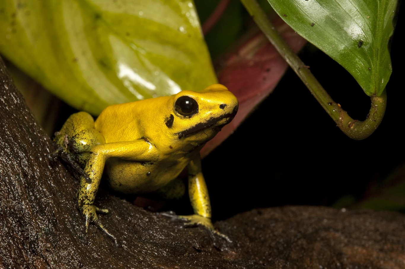 Piękno za którym stoi śmierć: Najbardziej jadowitym gatunkiem żab są liściołazy żółte (Phyllobates terribilis). Osiągają rozmiary do 5,5 cm. Żaby te żyją głównie w Kolumbii. Potrafi wytworzyć tyle toksyn, które wystarczają do zabicia 20 000 myszy lub 8 osób. Toksyczną substancją jest batrachotoksyna, przeciwko której nie ma skutecznego antidotum. Toksyny atakują układ nerwowy, co prowadzi do niewydolności serca. Śmiertelna dawka to 0,1 mg. Toksyny są wykorzystywane przez Indian Embre i Choco do zatruwania strzał. Piękno za którym stoi śmierć: Najbardziej jadowitym gatunkiem żab są liściołazy żółte (Phyllobates terribilis). Osiągają rozmiary do 5,5 cm. Żaby te żyją głównie w Kolumbii. Potrafi wytworzyć tyle toksyn, które wystarczają do zabicia 20 000 myszy lub 8 osób. Toksyczną substancją jest batrachotoksyna, przeciwko której nie ma skutecznego antidotum. Toksyny atakują układ nerwowy, co prowadzi do niewydolności serca. Śmiertelna dawka to 0,1 mg. Toksyny są wykorzystywane przez Indian Embre i Choco do zatruwania strzał.