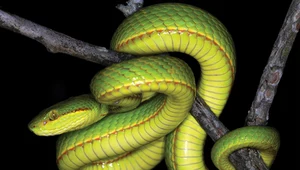 ​Trimeresurus salazar - naukowcy odkryli "magiczną" żmiję!