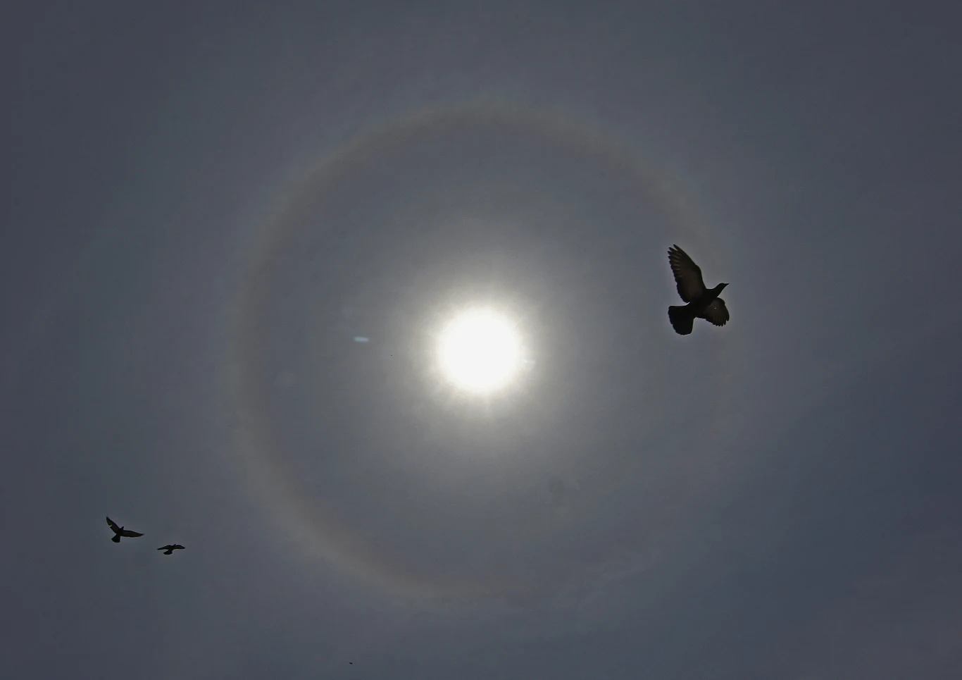 Halo przeważnie przybiera świetlistobiałą barwę, choć zdarzają się również różnokolorowe i tęczowe poświaty.