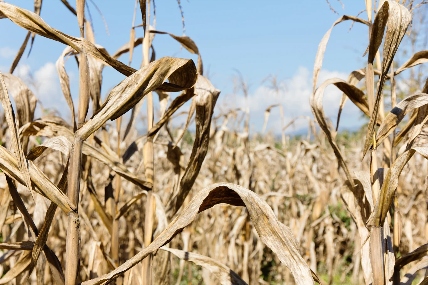 Jeśli nie będzie opadów, sytuacja w rolnictwie będzie trudna Jeśli nie będzie opadów, sytuacja w rolnictwie będzie trudna