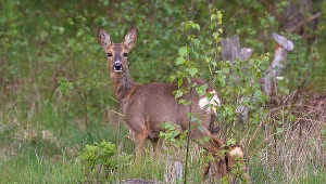 Sarna biega po terenie katowickiego cmentarza (zdjęcie ilustracyjne)