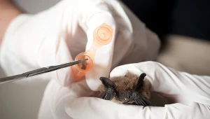 Naukowcy odkryli nowe koronawirusy u nietoperzy/ Zdj. ilustracyjne