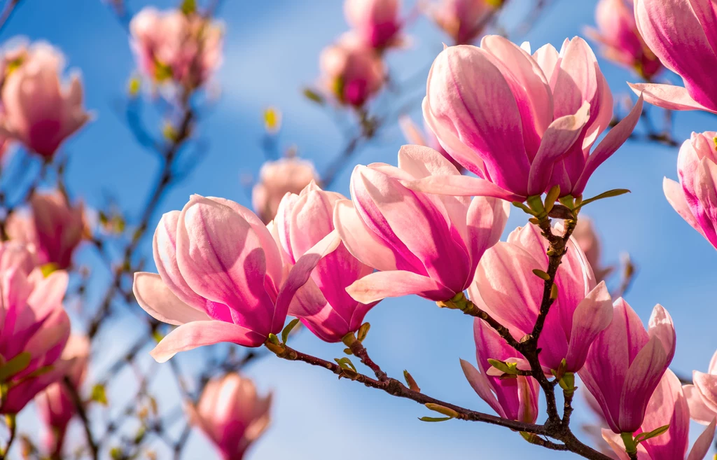 Kwiaty magnolii pomocne są w przypadku kataru i problemów z zatokami - oczywiście w formie naparu