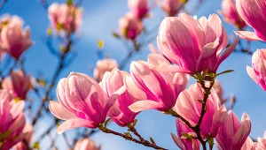 Podsyp tym magnolie w marcu. Kwiatów będzie tyle, że nie zliczysz 