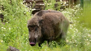 Dzik, zdjęcie ilustracyjne