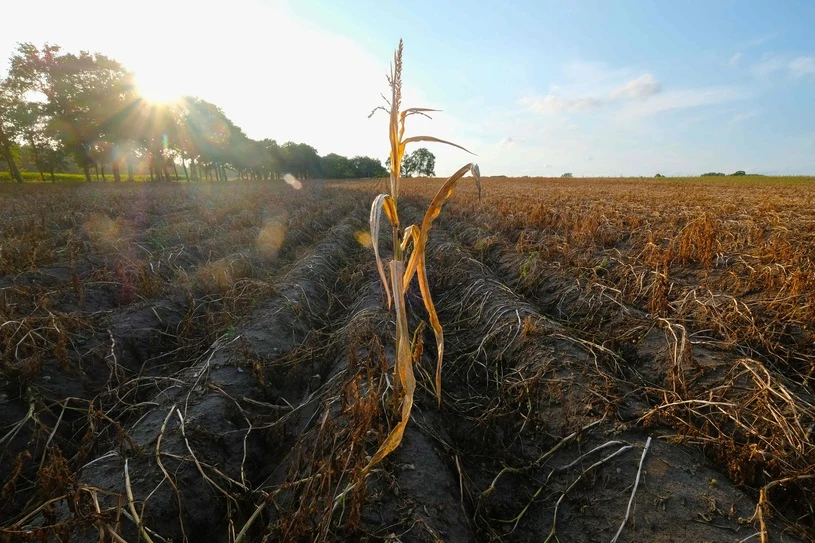 Upały i brak deszczu mają wpływ na sytuację w rolnictwie.