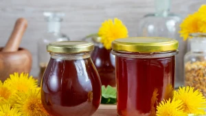 Działa przeciwwirusowo i antyoksydacyjnie. Jak pić syrop z mniszka lekarskiego?