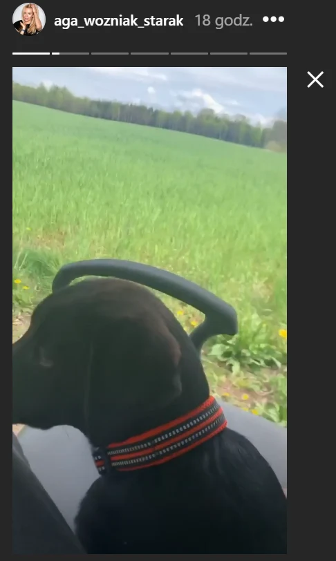 Pies Agnieszki Woźniak-Starak 