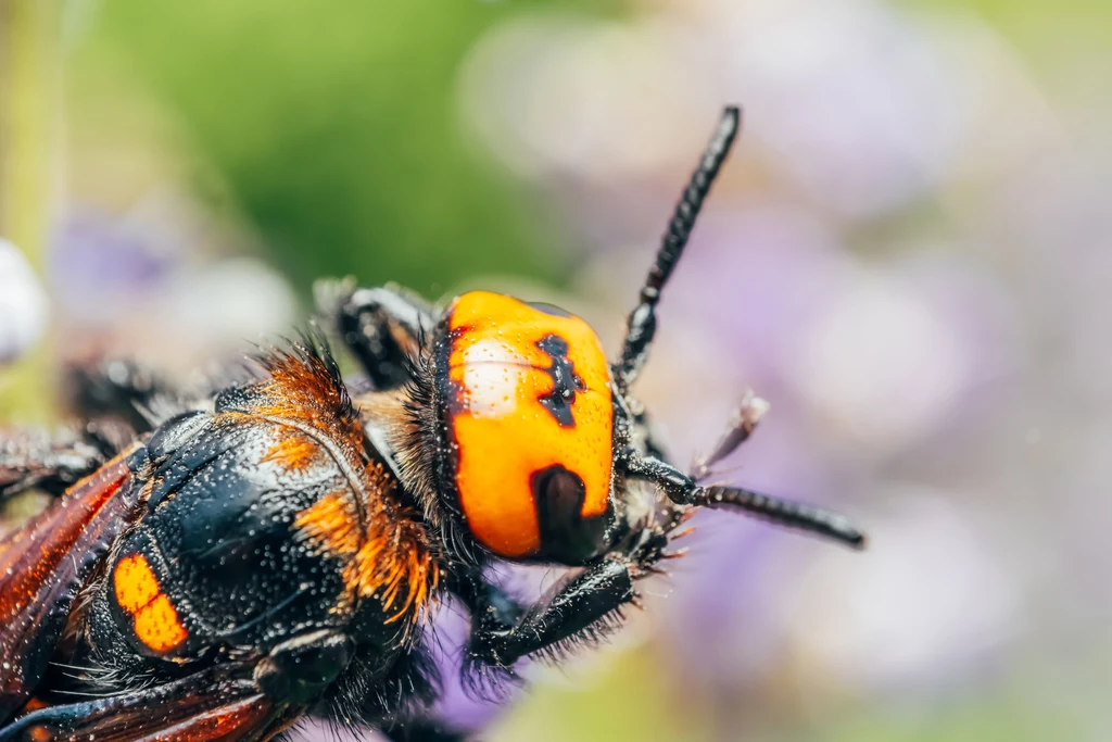 Vespa mandarinia - w USA nazwano go "morderczym szerszeniem". Mogą mieć do 5 centymetrów 