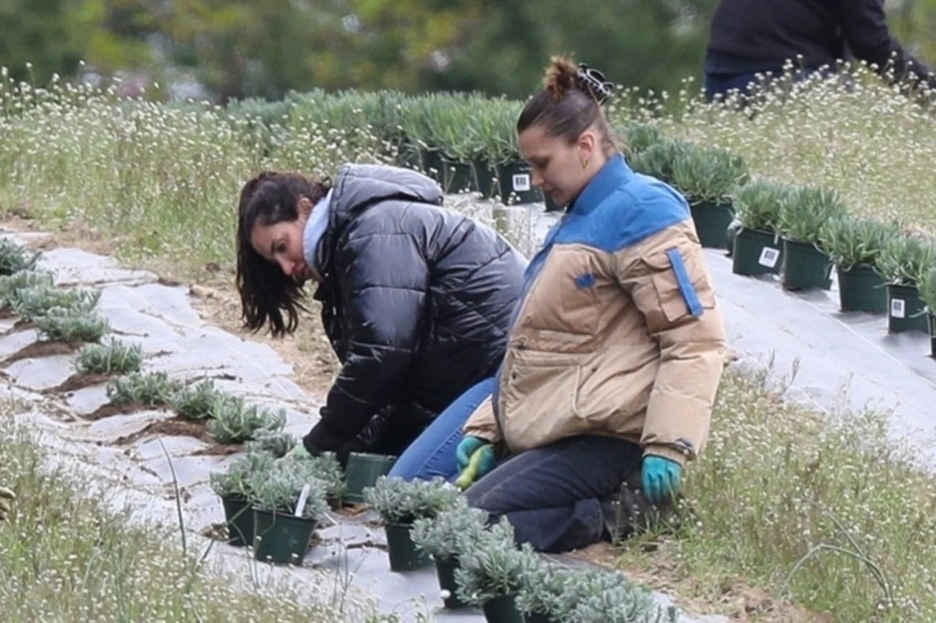 Bella Hadid z mamą sadzą zioła
