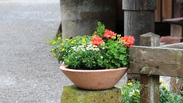 Pelargonie zachwycają różnorodnością i wymagają jedynie niewielkiej pielęgnacji.
Doskonale prezentują się solo oraz w połączeniu z innymi roślinami.