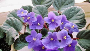 Podlewaj tym fiołki po lecie. Zobaczysz, jak szybko obsypią się kwiatami