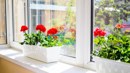 Jak wybudzić pelargonie? Tym je wzmocnisz i pobudzisz do wzrostu