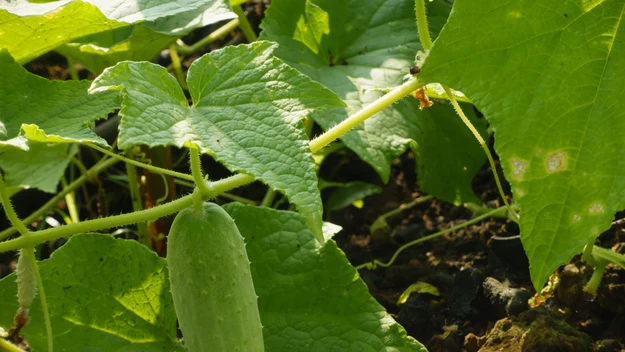 Ogórki – do ich sadzenia nadadzą się duże donice lub skrzynki. Powinny być podlewane codziennie. Najlepiej działają na nie naturalne nawozy.