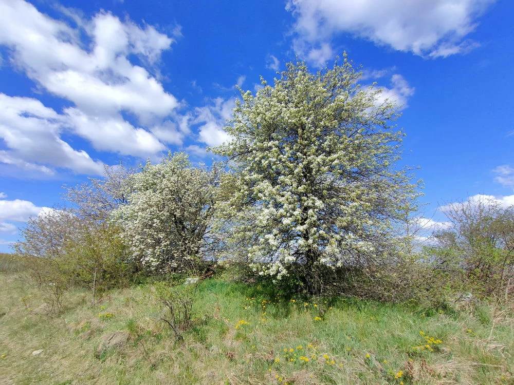 Zdjęcie wykonane Realme X50 Pro 