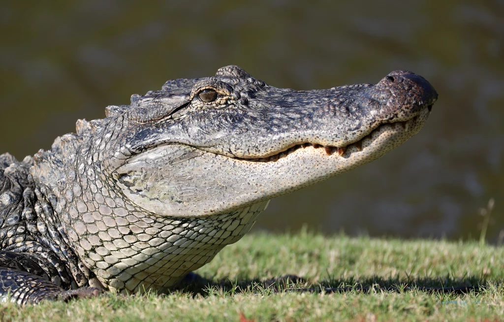 Aligator zaatakował nierozważną kobietę Aligator zaatakował nierozważną kobietę