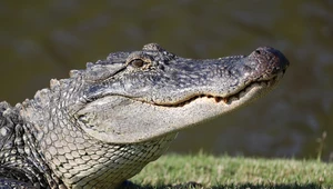 Aligator zaatakował nierozważną kobietę
