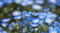 Nemofila plamista (porcelanka) 

Polecana do skalniaków i na obwódki rabat, nadaje się także do uprawy w pojemnikach (w żyznej, przepuszczalnej ziemi o pH lekko powyżej 7) na słonecznym lub półcienistym balkonie. Przez cały maj, a może nawet do pierwszych dni czerwca zachwycać będzie pięciopłatkowymi kwiatami w kolorze białym z fioletowymi plamkami