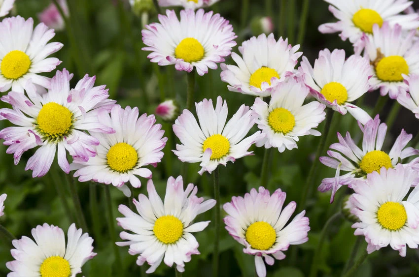 Stokrotki mają wiele cennych właściwości