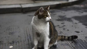 Wścieklizna na Mazowszu. Obowiązek szczepień i kary za ich brak