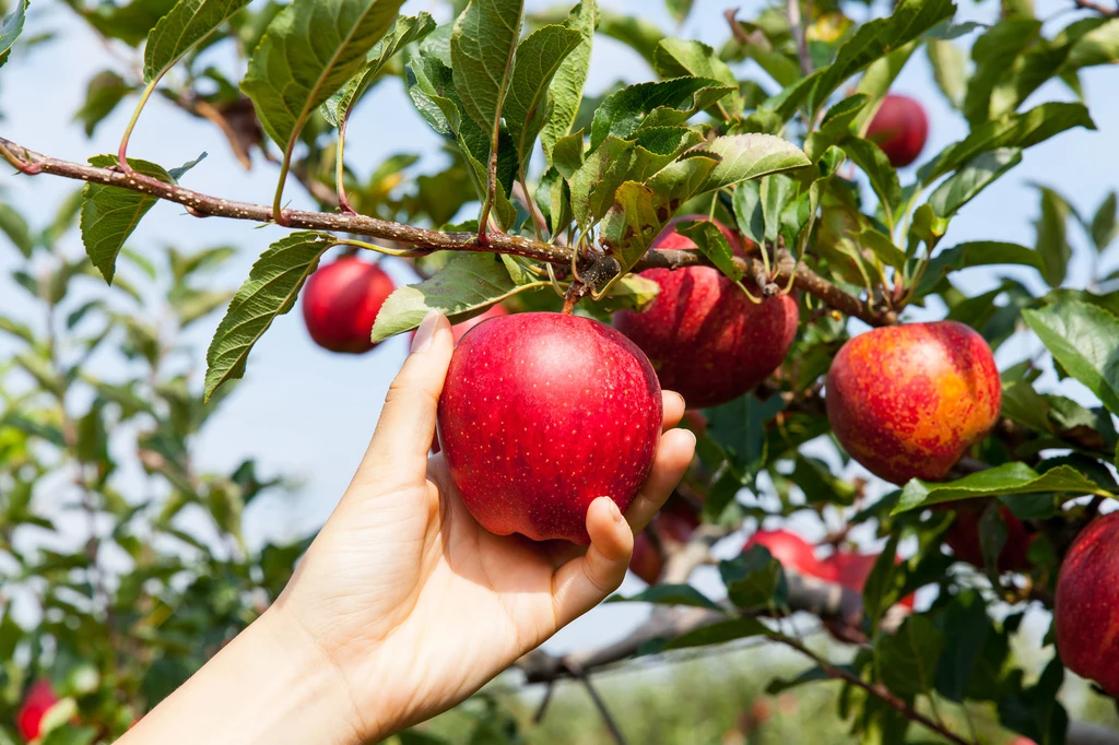Co jeść, by podkręcić metabolizm? Jedz śniadanie. Metabolizm zwalnia, jeśli nie zaspokoisz porannego głodu. Dobrym pomysłem na śniadanie jest owsianka - zawiera mnóstwo błonnika, który przyspiesza przemianę materii, oraz beta-glukan, który czyści naczynia krwionośne ze złogów cholesterolowych. Włącz do diety większą ilość warzyw strączkowych. Żeby je strawić, nasz organizm musi pracować intensywniej. Codziennie zjedz jabłko. Pektyny w nich zawarte dają uczucie sytości, zaś błonnik poprawia perystaltykę jelit. Co jeść, by podkręcić metabolizm? Jedz śniadanie. Metabolizm zwalnia, jeśli nie zaspokoisz porannego głodu. Dobrym pomysłem na śniadanie jest owsianka - zawiera mnóstwo błonnika, który przyspiesza przemianę materii, oraz beta-glukan, który czyści naczynia krwionośne ze złogów cholesterolowych. Włącz do diety większą ilość warzyw strączkowych. Żeby je strawić, nasz organizm musi pracować intensywniej. Codziennie zjedz jabłko. Pektyny w nich zawarte dają uczucie sytości, zaś błonnik poprawia perystaltykę jelit.