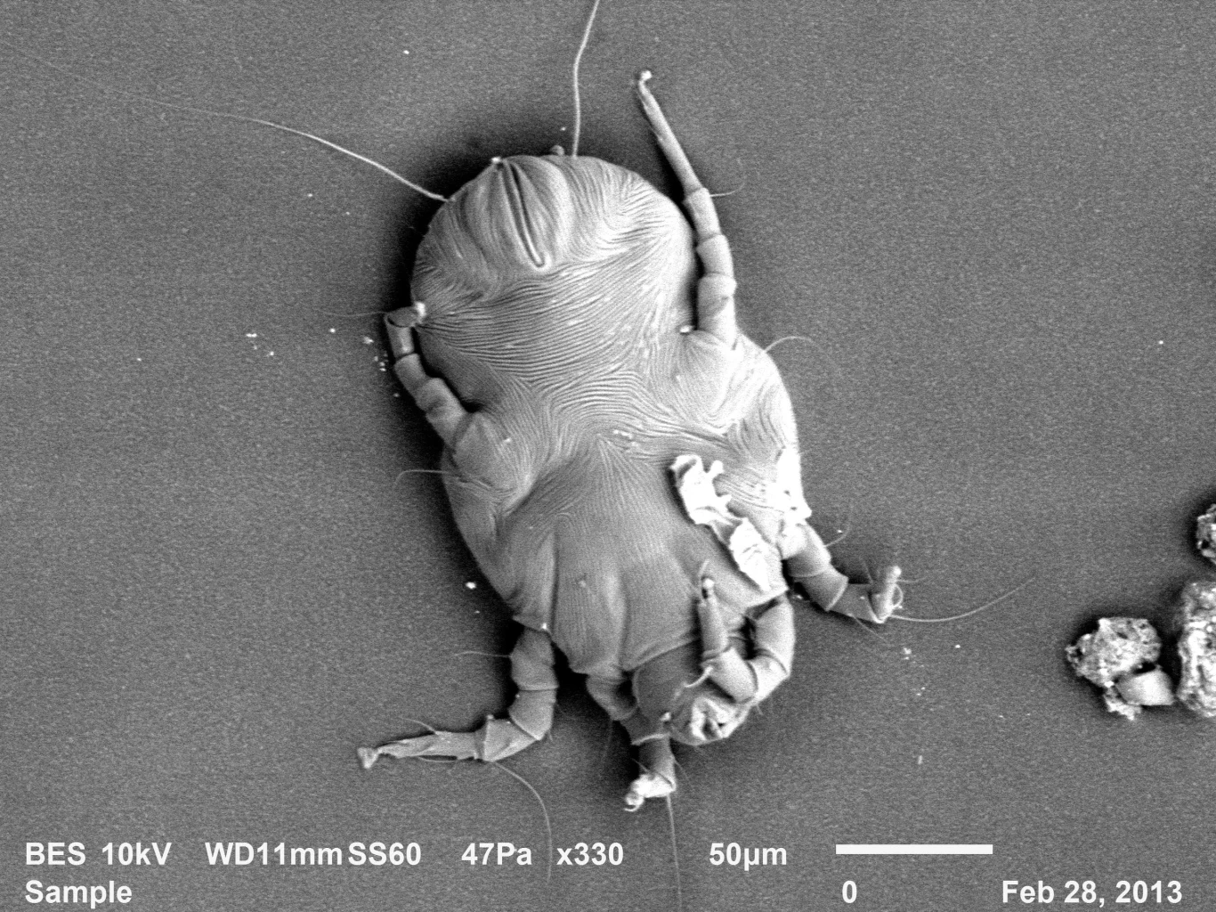 Wspomniane roztocze - Dyson V11 Absolute Extra Pro radzi sobie z nimi wzorowo Wspomniane roztocze - Dyson V11 Absolute Extra Pro radzi sobie z nimi wzorowo