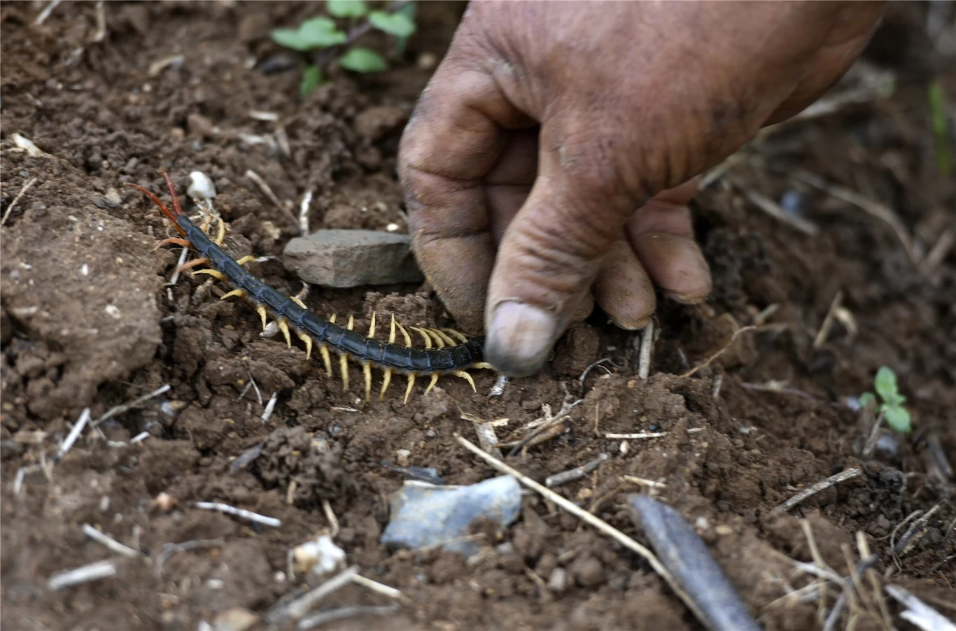Nie wszystkie te rewelacje są wyssane z palca. Wstępne badania farmakologiczne prowadzone na myszach dowiodły, że wywar ze Scolopendra subspinipes mutilans może działać przeciwbólowo i przeciwzapalnie, a także poprawiać krążenie i zmniejszać czas krzepnięcia krwi. 