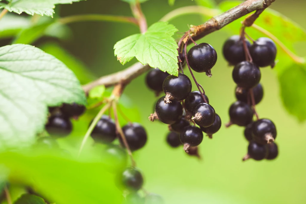 Dorato Blackcurrant stworzone zostało na podstawie oryginalnej receptury z dodatkiem wina z najlepszych polskich czarnych porzeczek