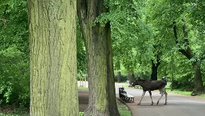 Po parku Skaryszewskim w Warszawie biegał łoś