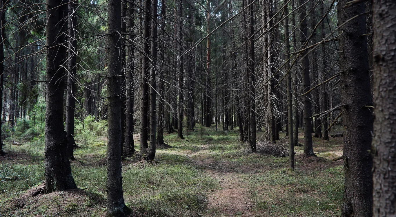 Gutek schronienia szukał m.in. w lesie