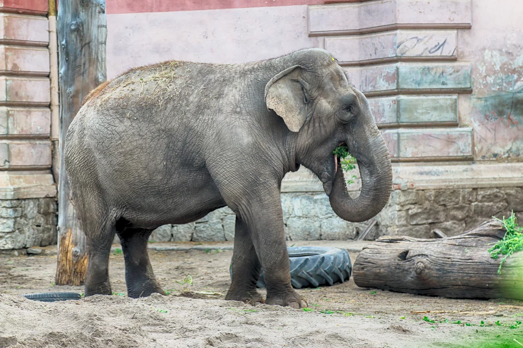 Ogród Zoologiczny we Wrocławiu powstał w 1865 roku i znajduje się przy ulicy Wróblewskiego. Jego powierzchnia to aż 33 hektary! To najstarsze zoo w Polsce, więc na pewno warto się tam wybrać, by zobaczyć różnorodne gatunki zwierząt. Na taką wycieczkę warto sobie zarezerwować cały dzień. Ogród Zoologiczny we Wrocławiu powstał w 1865 roku i znajduje się przy ulicy Wróblewskiego. Jego powierzchnia to aż 33 hektary! To najstarsze zoo w Polsce, więc na pewno warto się tam wybrać, by zobaczyć różnorodne gatunki zwierząt. Na taką wycieczkę warto sobie zarezerwować cały dzień.