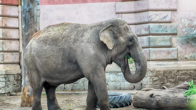 Ogród Zoologiczny we Wrocławiu powstał w 1865 roku i znajduje się przy ulicy Wróblewskiego. Jego powierzchnia to aż 33 hektary! 

To najstarsze zoo w Polsce, więc na pewno warto się tam wybrać, by zobaczyć różnorodne gatunki zwierząt. Na taką wycieczkę warto sobie zarezerwować cały dzień.