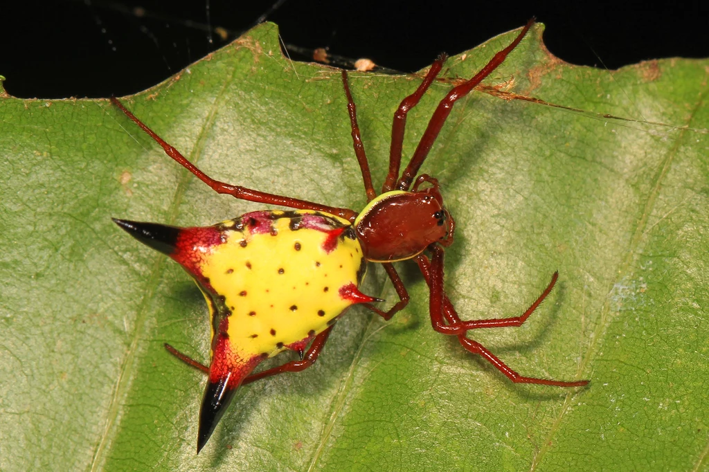 Micrathena sagittata sfotografowana w Virginii