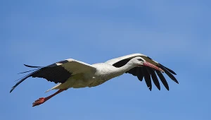 Bocian, zdjęcie ilustracyjne