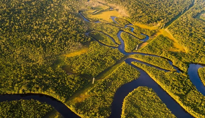 Lasy Amazonii wycinane są pod uprawę bydła.