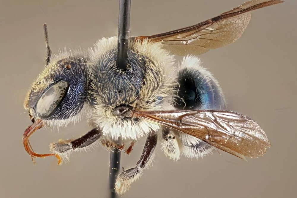  Osmia calaminthae /Fot. Chase Kimmel