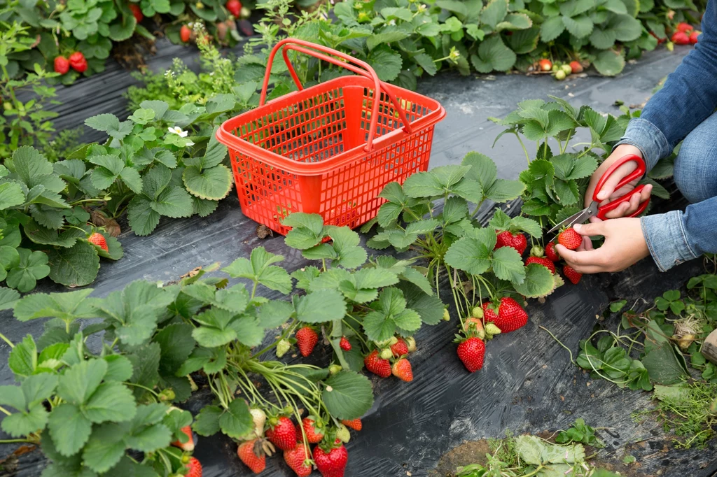 Plantatorzy truskawek nie mają pracowników