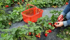 Plantatorzy truskawek zwracają uwagę na brak pracowników sezonowych. Nie ma komu zbierać truskawek