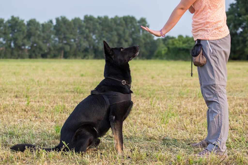 Praca z psem pomaga w budowaniu zaufania i w zmianie zachowań niepożądanych 